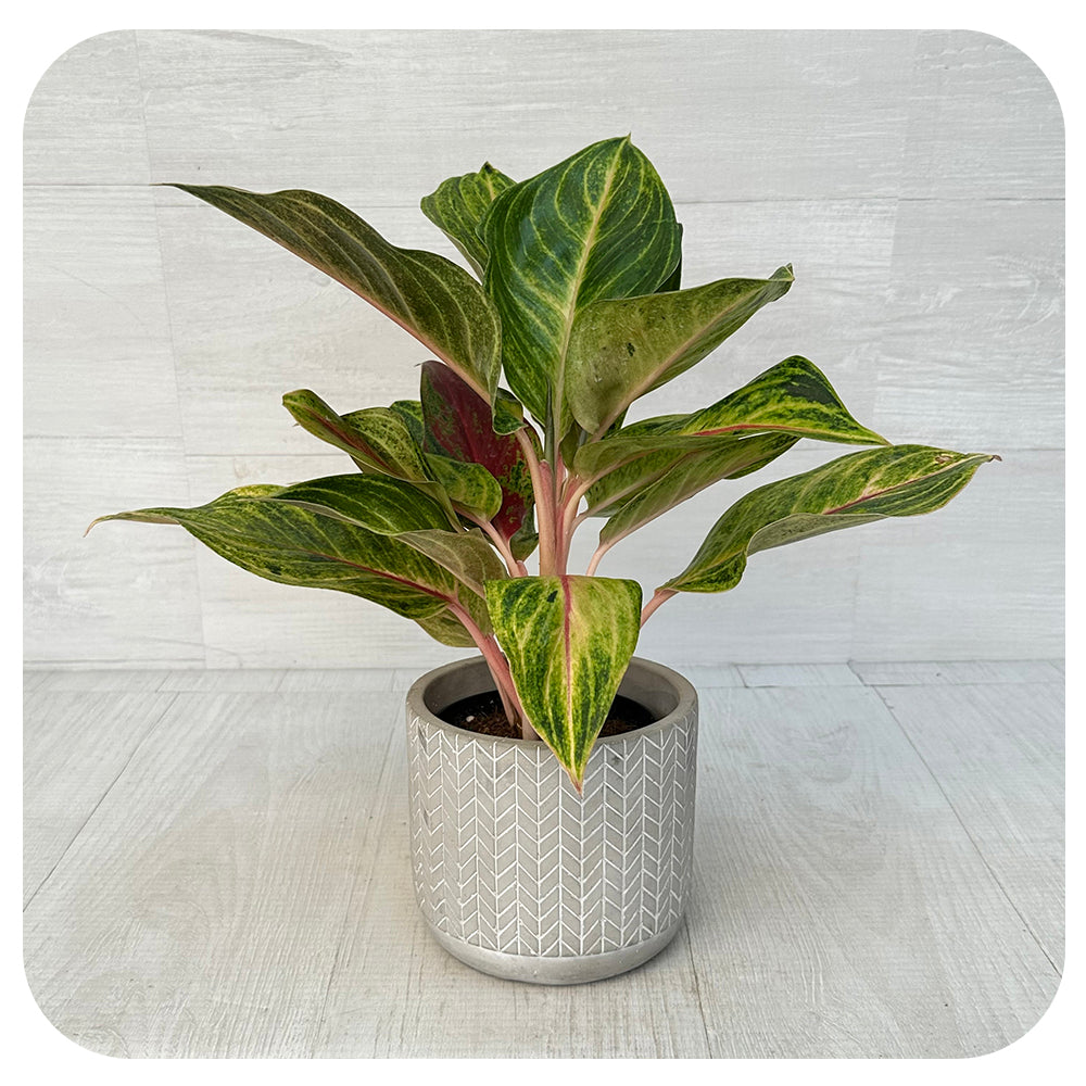 Aglaonema 'Golden Papaya'