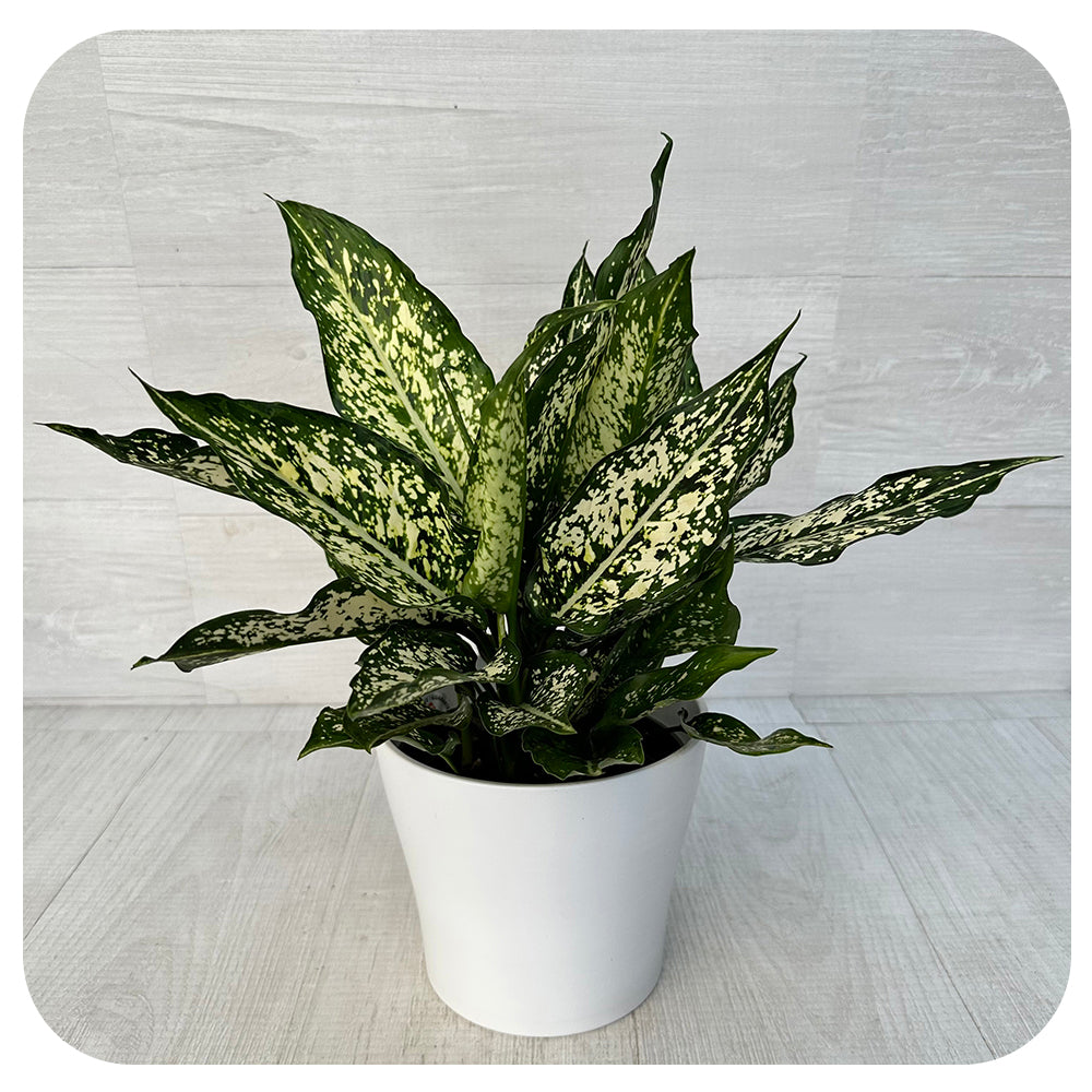 Aglaonema ‘White Dalmation’ (Chinese evergreen)
