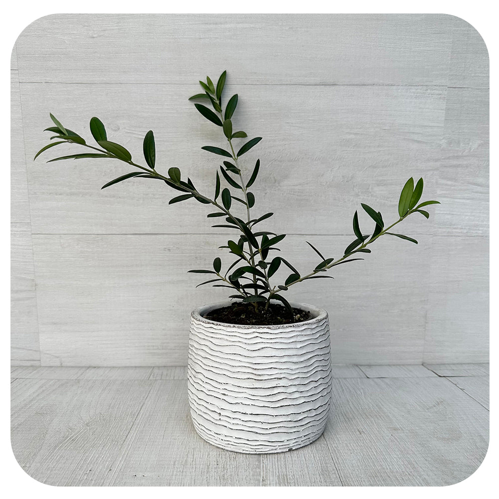 Olive Tree