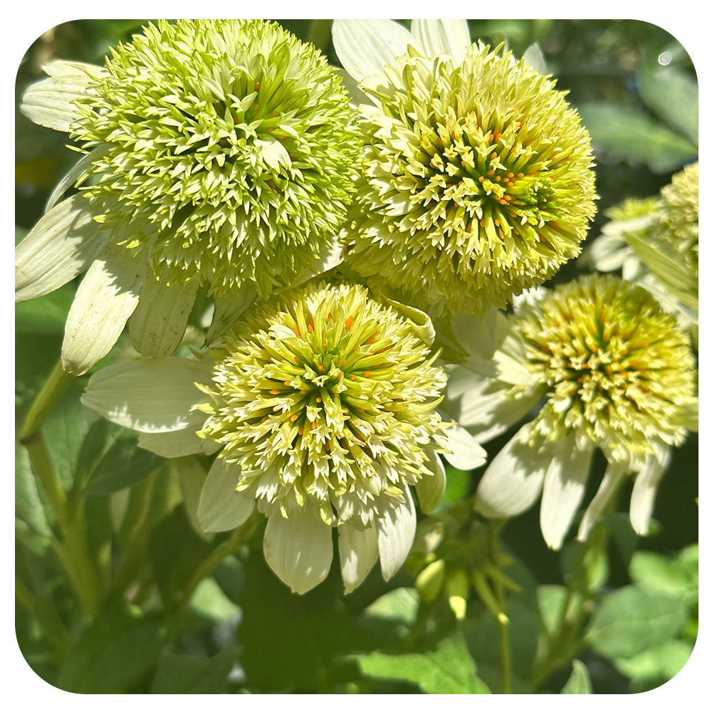 Coneflower  Milkshake Cone-Fections (Echinacea)