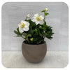 White Hellebore (Christmas Rose)