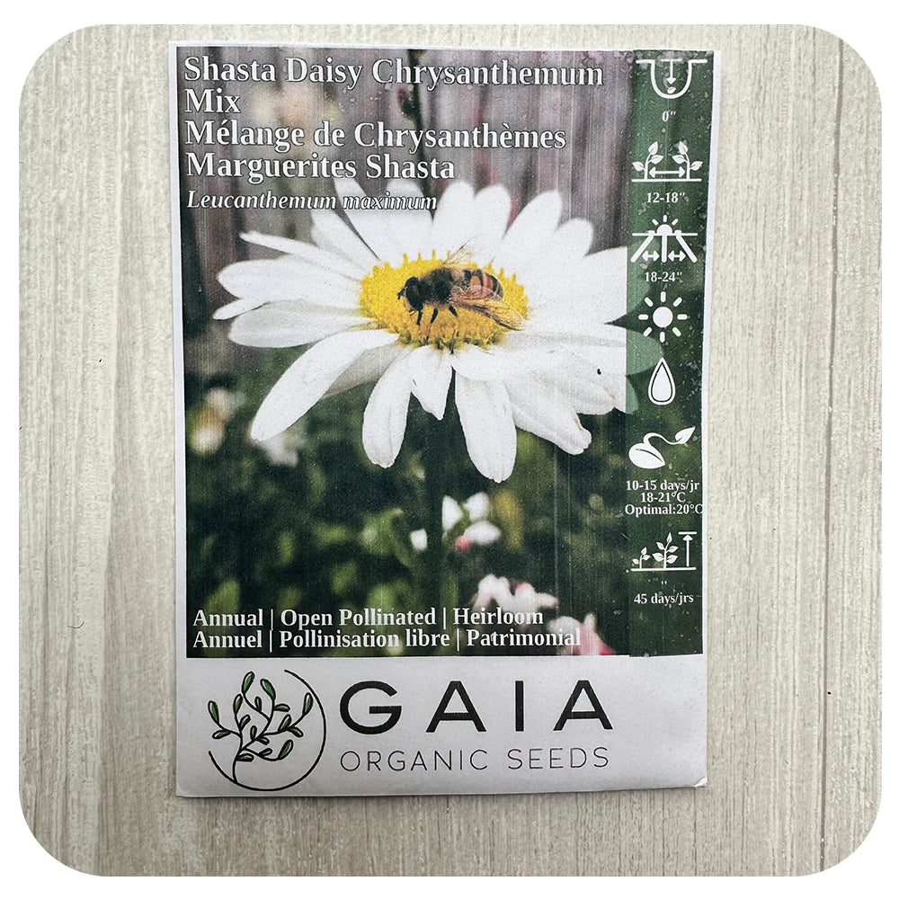 Shasta Daisy Seeds (Organic)