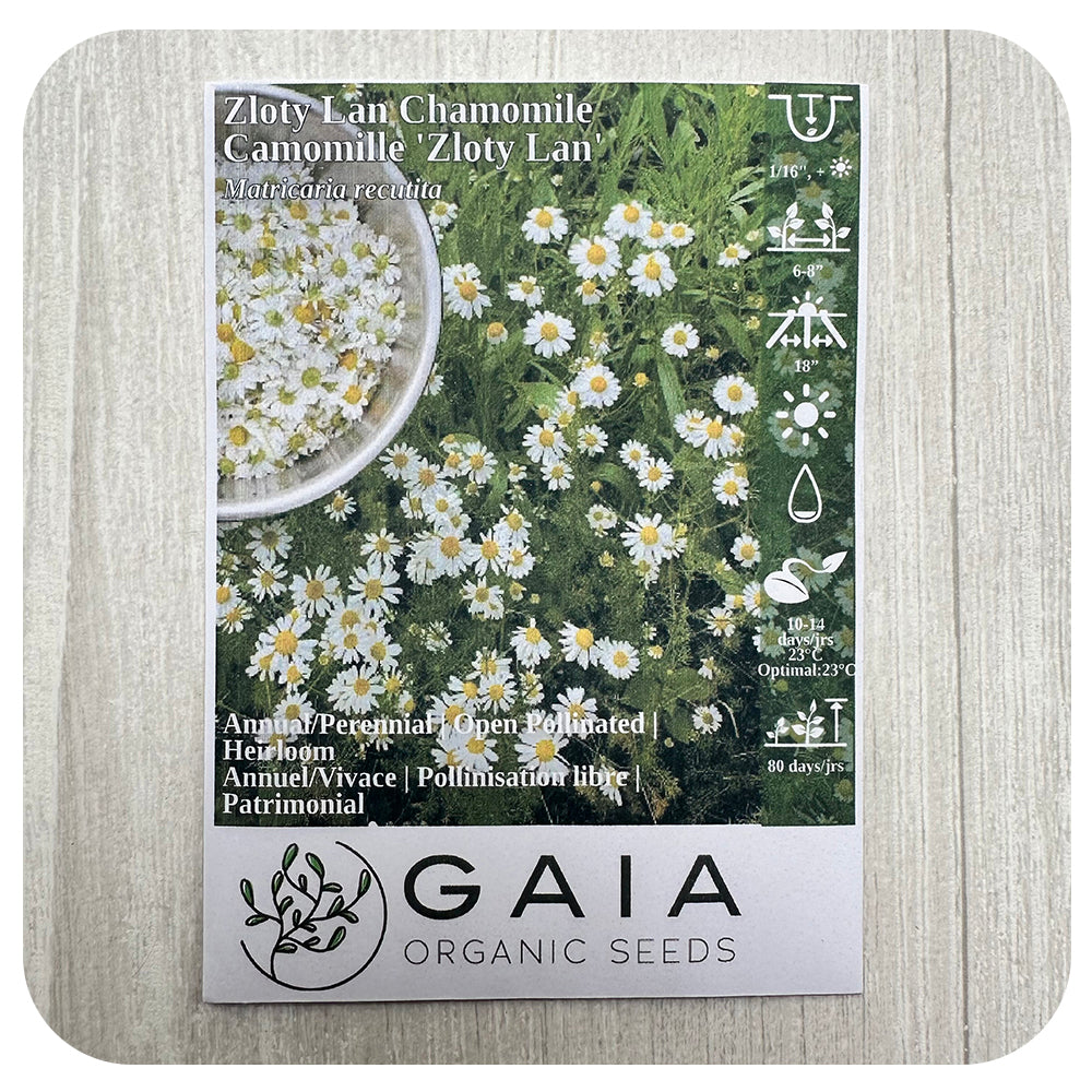 Chamomile 'Zloty Lan' Seeds (Organic)