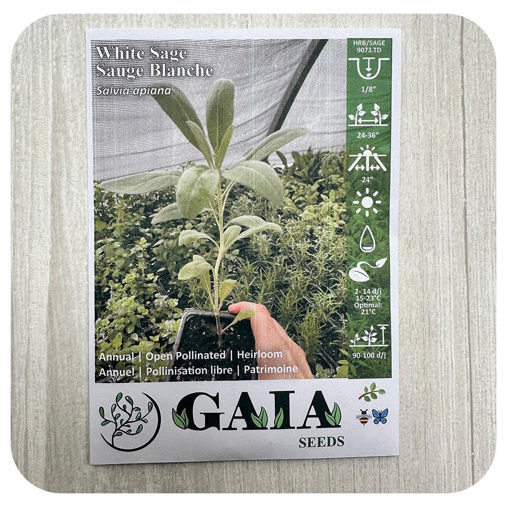 Whitte Sage Seeds (Organic)