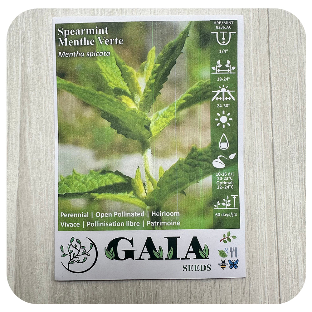 Spearmint Seeds (Organic)