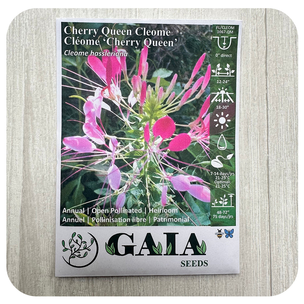 Cleome 'Cherry Queen' Seeds (Organic)