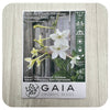 Nicotiana 'Only the Lonely' Seeds (Organic)