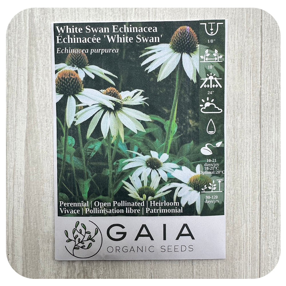 white swan echinacea seeds White Swan Echinacea Seeds (Organic)