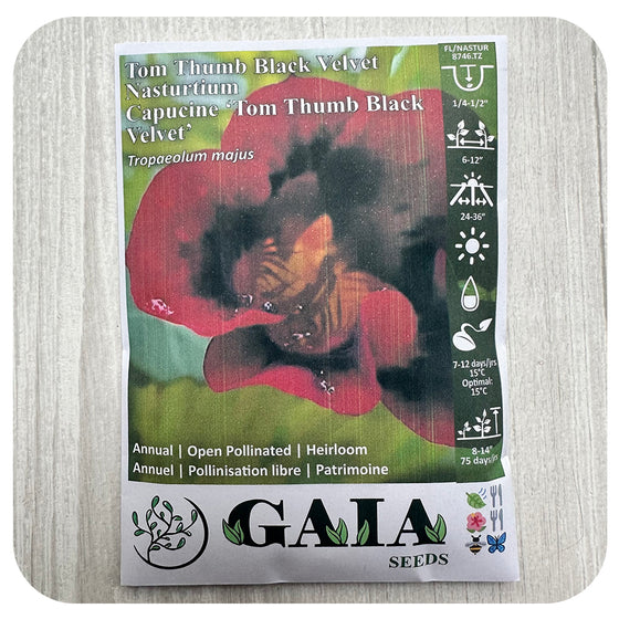 Nasturtium 'Tom Thumb Black Velvet' Seeds (Organic)
