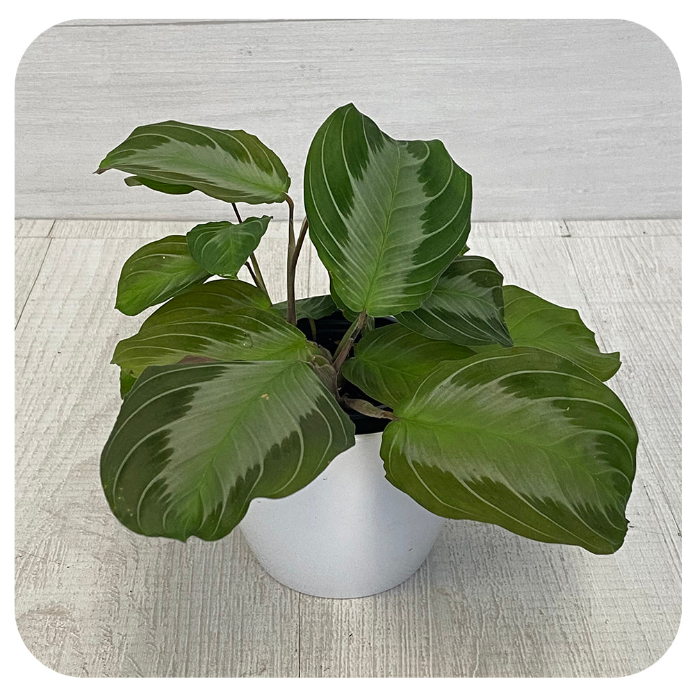 prayer plant silver band Prayer Plant Silver Band (Maranta Leuconeura)