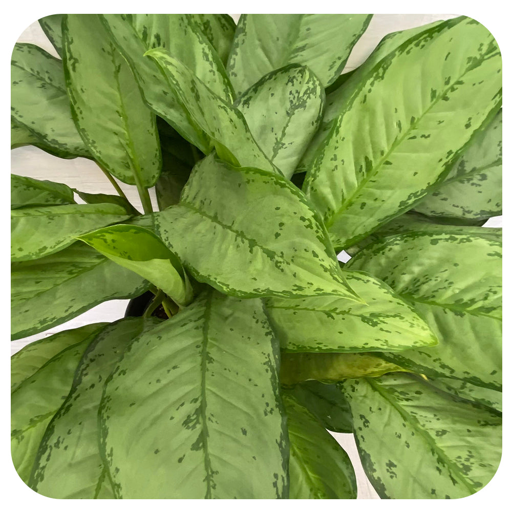 aglaonema bj freeman Aglaonema 'BJ Freeman'