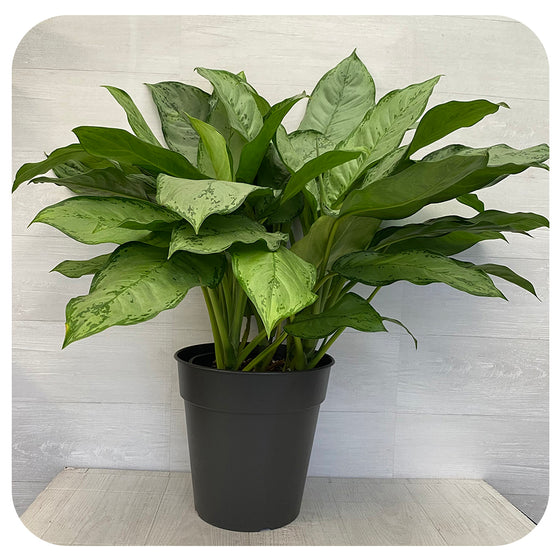 Aglaonema 'BJ Freeman'