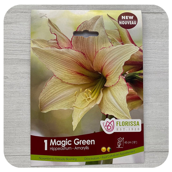 Amaryllis Magic Green