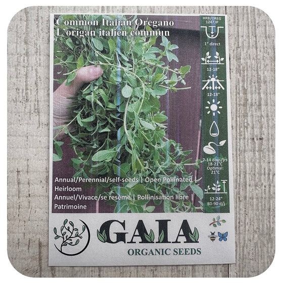 Oregano 'Italian' Seeds (Organic)