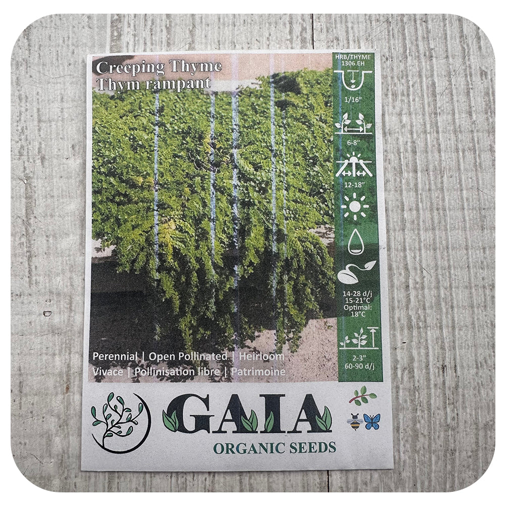Creeping Thyme Seeds (Organic)