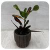 Croton 'Mammy'