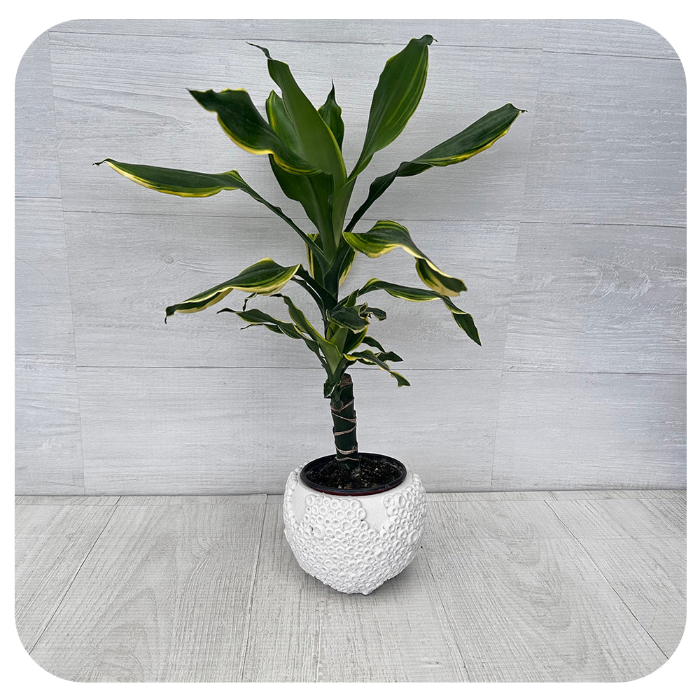 Dracaena Moonlight Cane