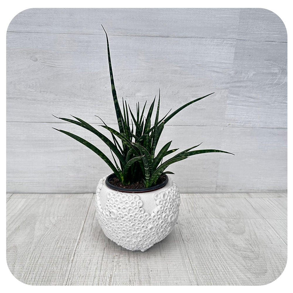 Snake Plant ‘Fernwood’ (Sansevieria)