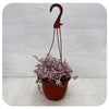 Zebra Plant "Pink Panther" Hanging Basket (Tradescantia Callisia Rosita)