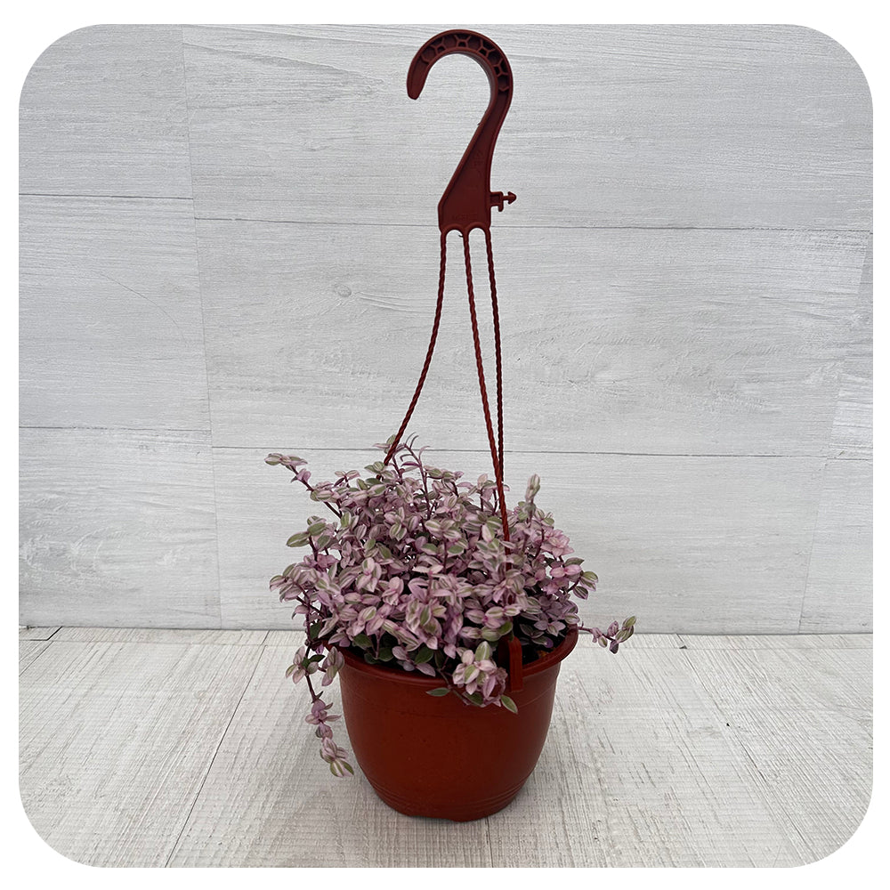 Zebra Plant "Pink Panther" Hanging Basket (Tradescantia Callisia Rosita)