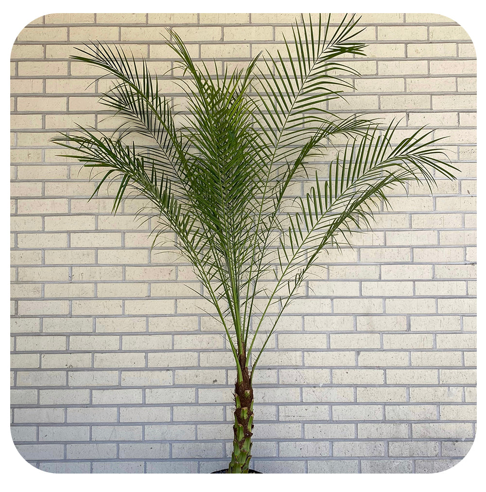 Phoenix Roebellini Palm