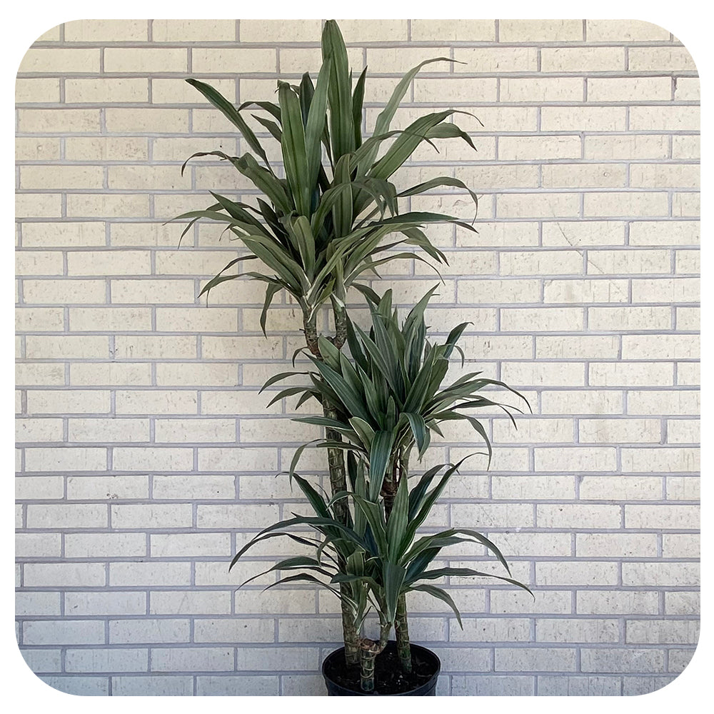 dracaena warneckii jumbo Dracaena Warneckii Jumbo 3-2-1
