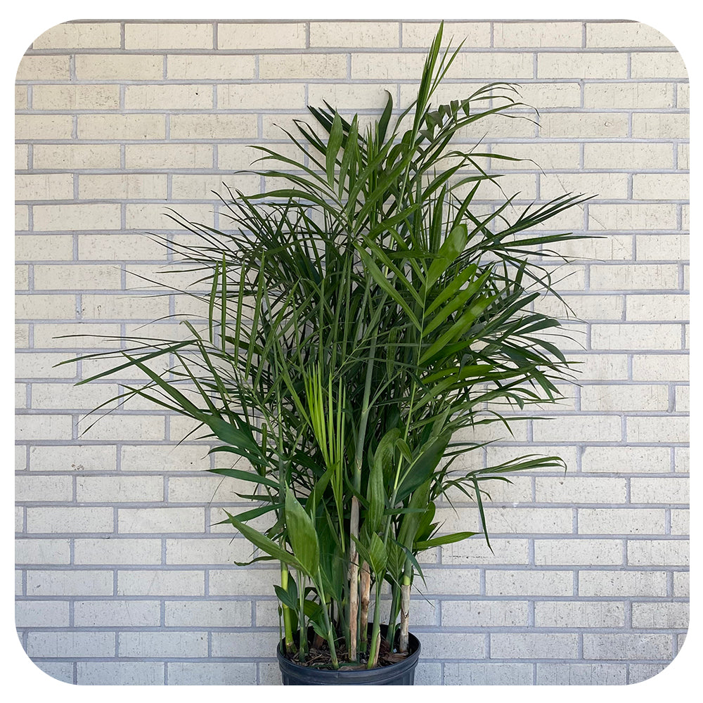 Bamboo Palm Seifrizii