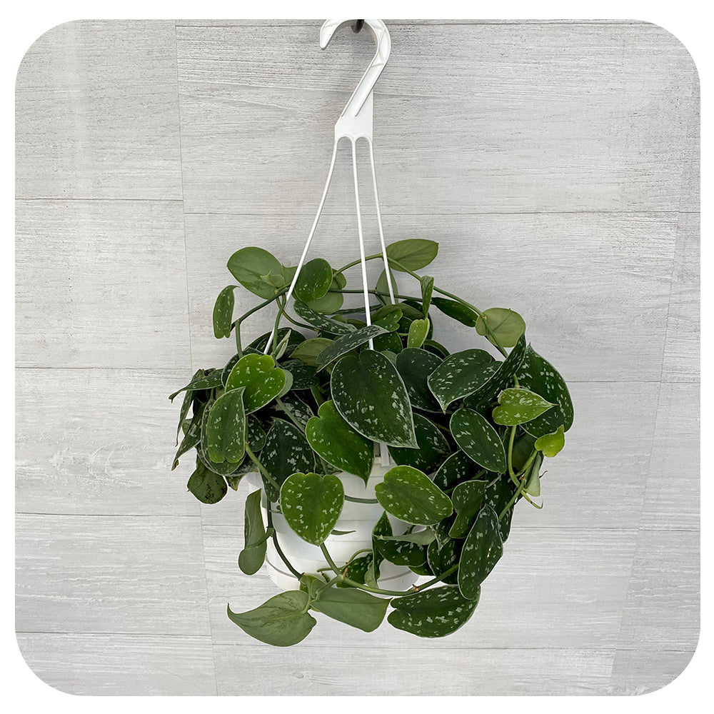 Scindapsus 'Silvery Ann' Hanging Basket