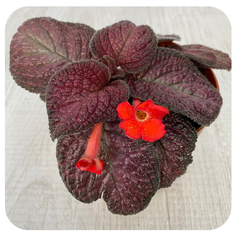 Espicia 'Purple Rain'