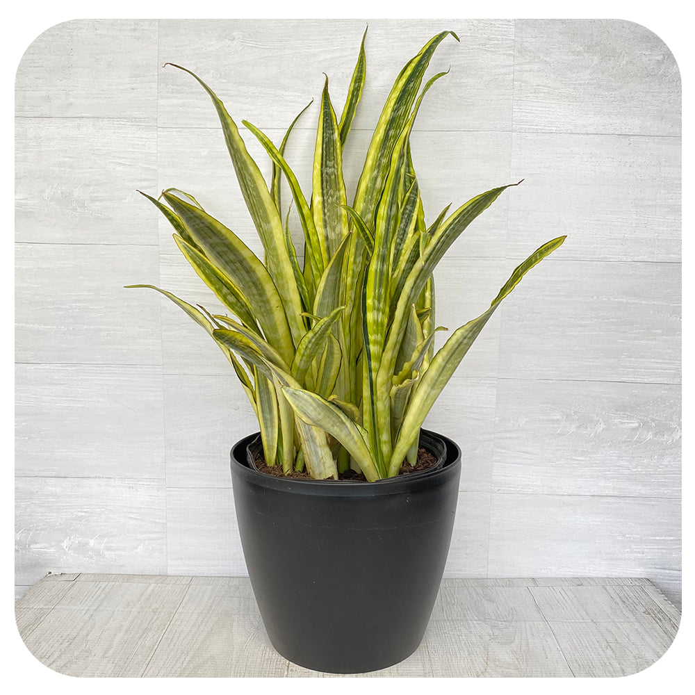 Snake Plant 'La Rubia' (Sansevieria)