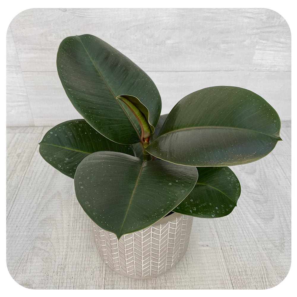 sophia rubber tree Ficus Rubber 'Sophia'