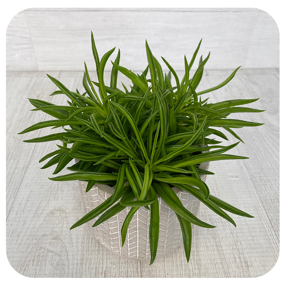 Peperomia 'Nevada'