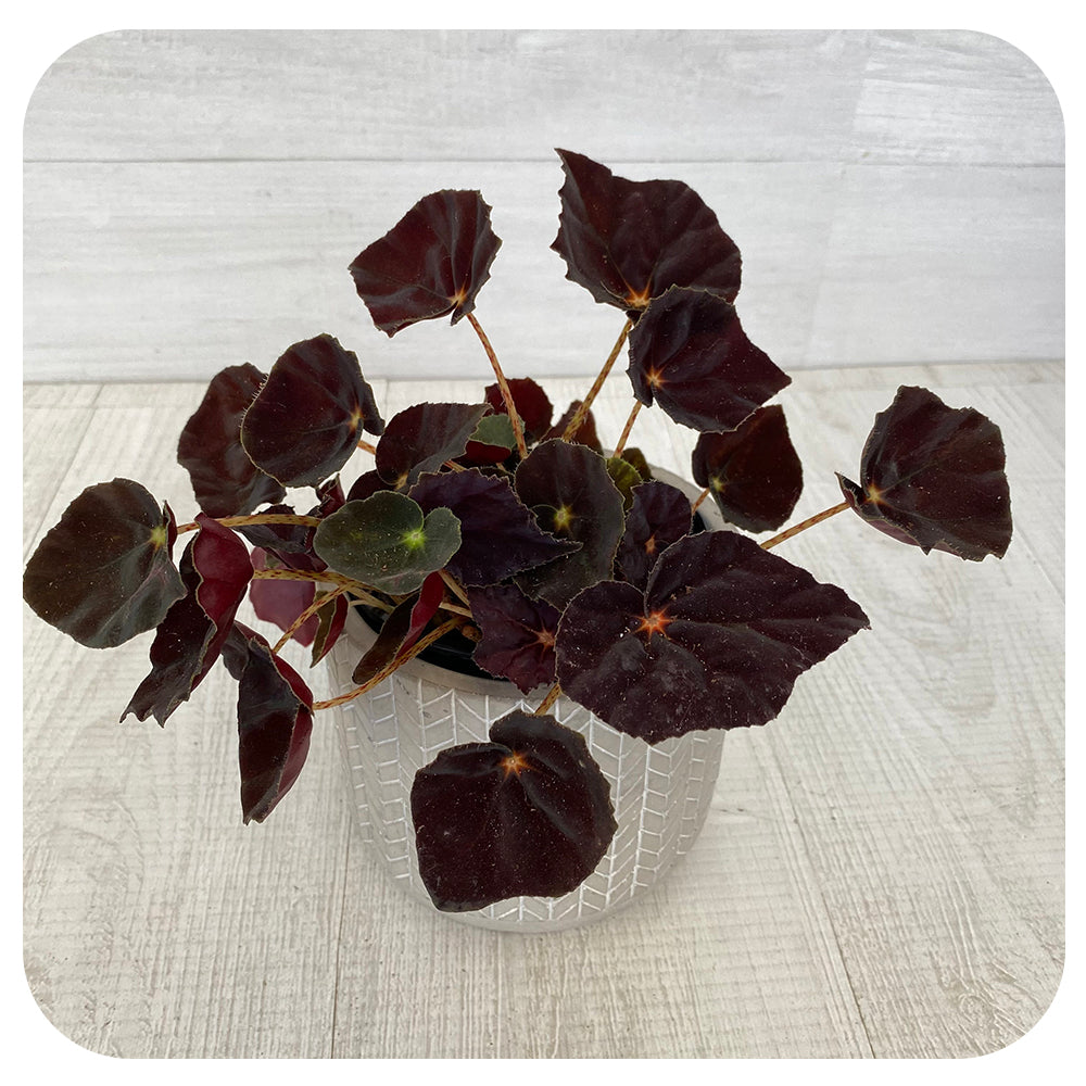 Rex Begonia - Black Velvet
