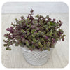 Zebra Plant "Pink Panther" (Tradescantia Callisia Rosita)