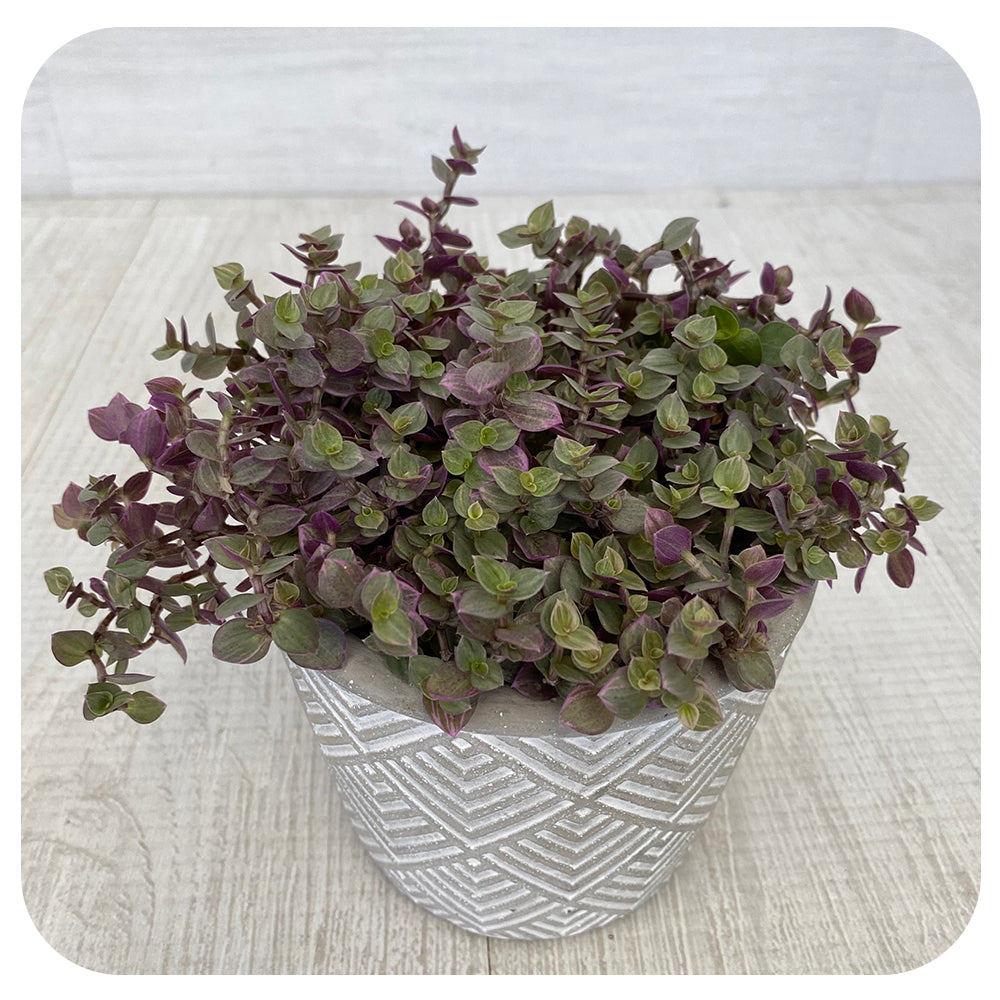 Zebra Plant "Pink Panther" (Tradescantia Callisia Rosita)