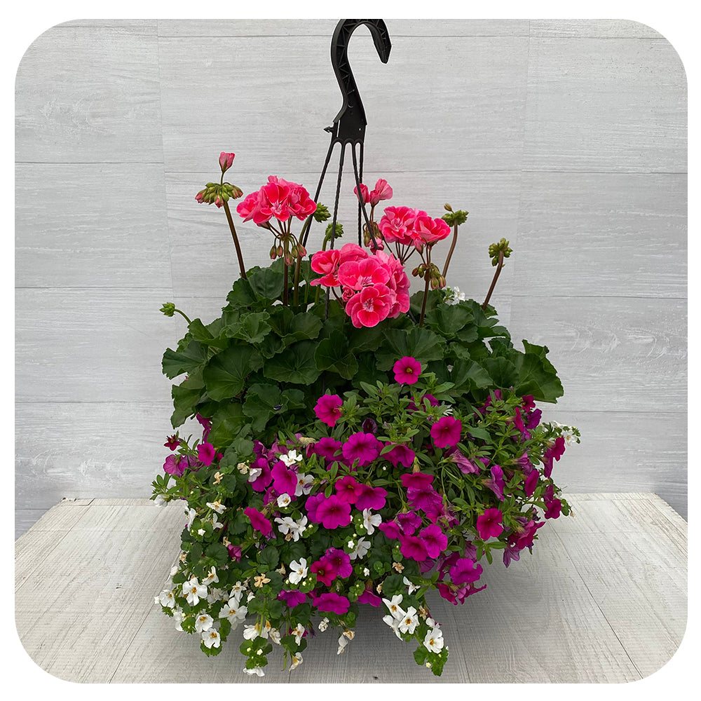 Hanging Basket Sun - Two Tone Pink with Fuschia Calibrachoa