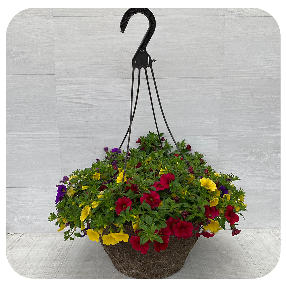 Hanging Basket Sun - Calibrachoa Yellow, Red and Blue Mix