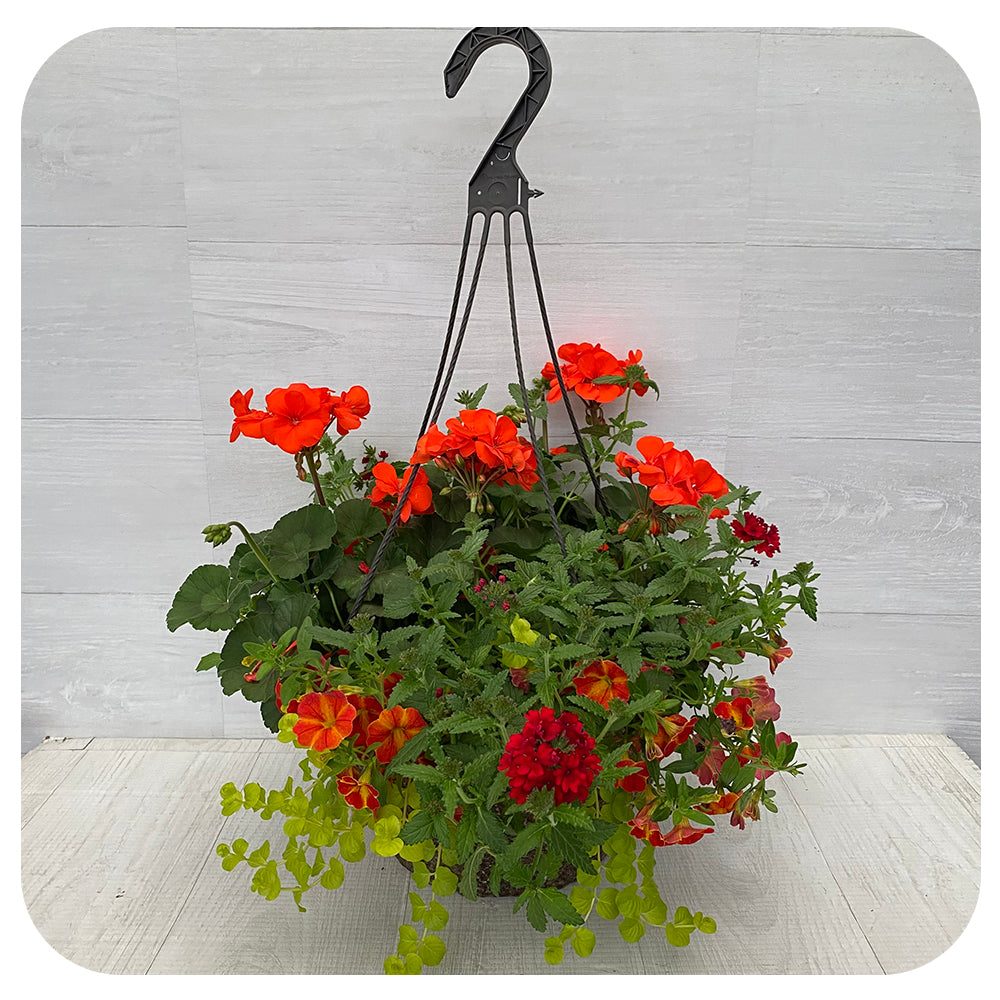 Hanging Basket Sun - Orange Geraniums with Orange Star Calibrachoa