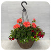 Hanging Basket Sun - Salmon Geranium, Red Calibrachoa and Creeping Jenny
