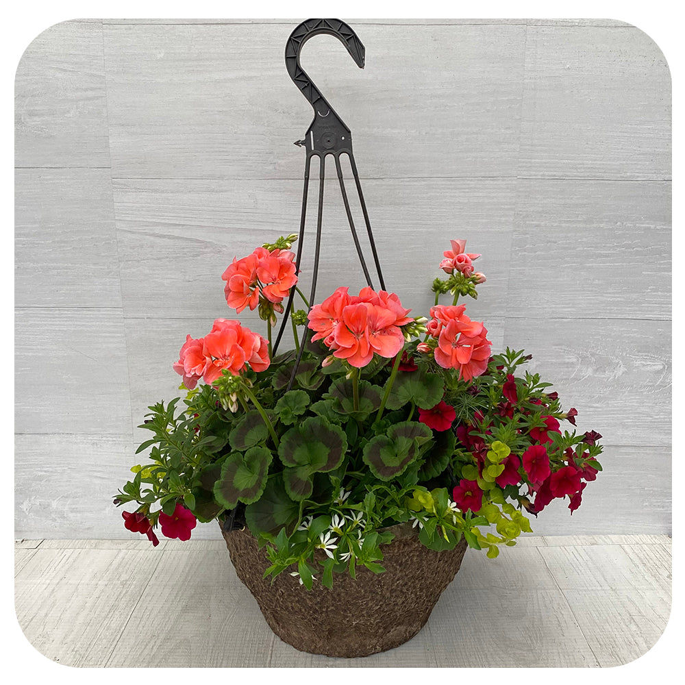 Hanging Basket Sun - Salmon Geranium, Red Calibrachoa and Creeping Jenny