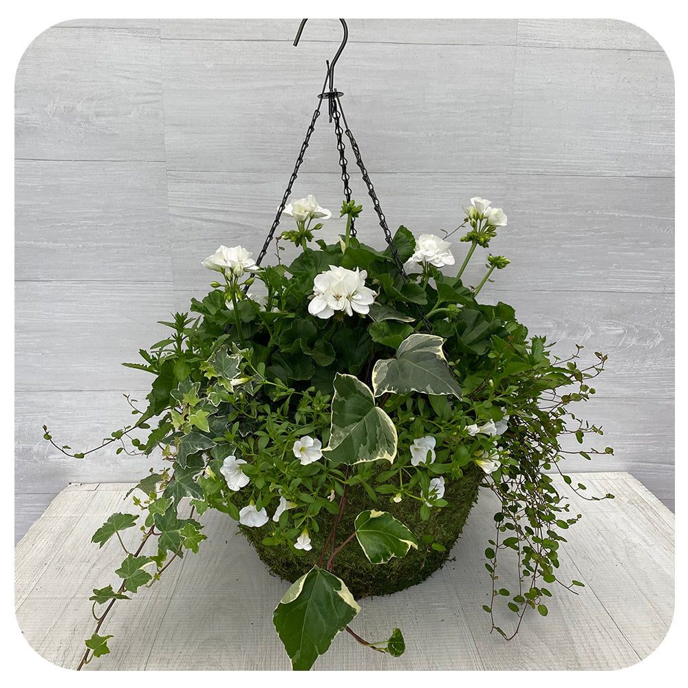 Moss Hanging Basket Sun - White Geranium with White Calibrachoa