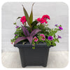 Square Sun arrangement - Magenta Geranium with Persian Shield