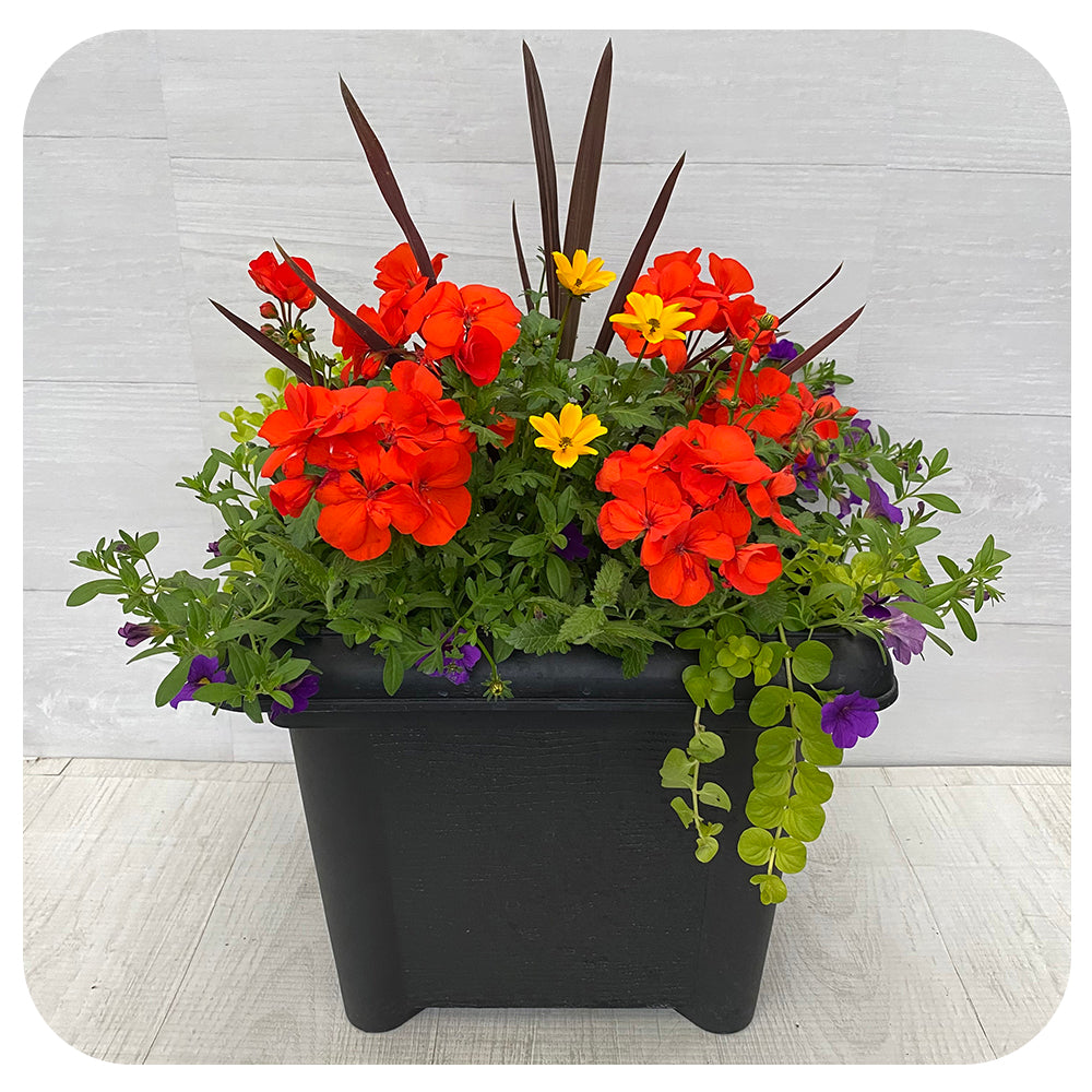 Square Sun arrangement -Orange Geranium with Yellow Bidens and Calibreachoa
