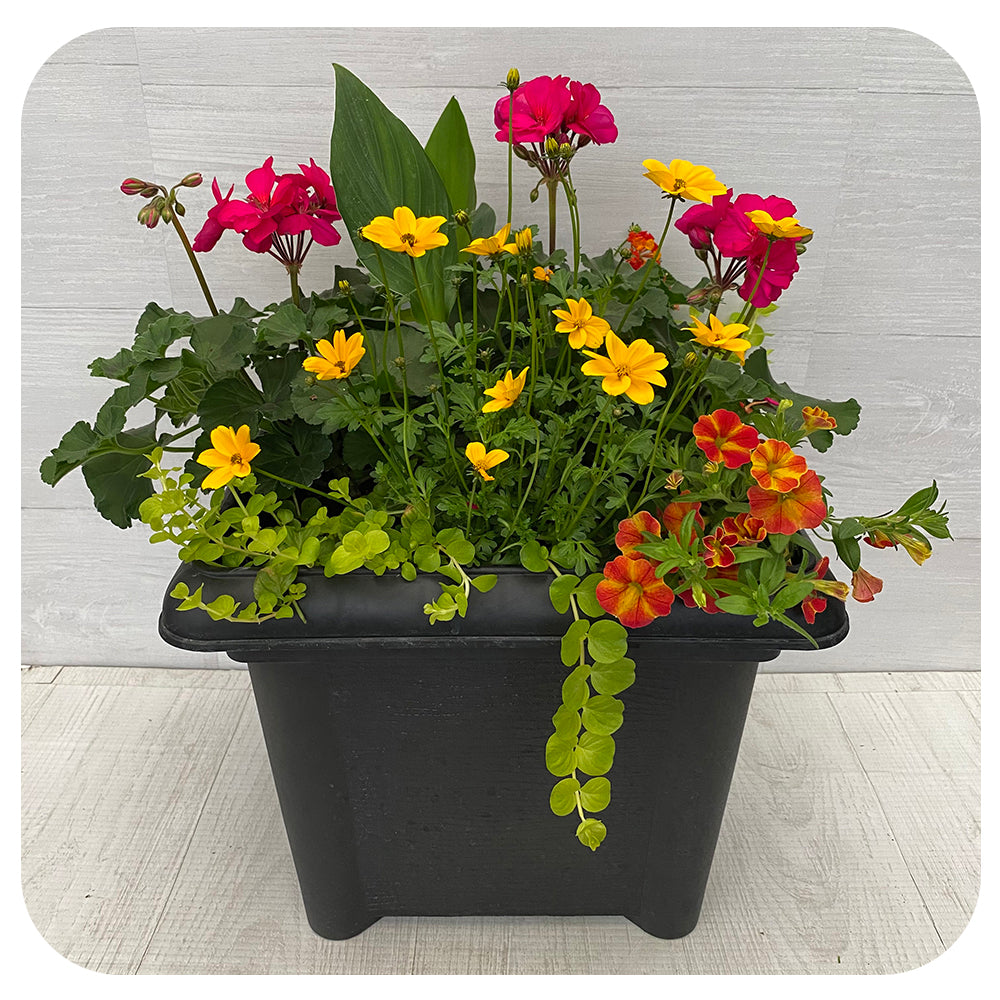 Square Sun arrangement - Magenta Geranium with Yellow Bidens and Lantana