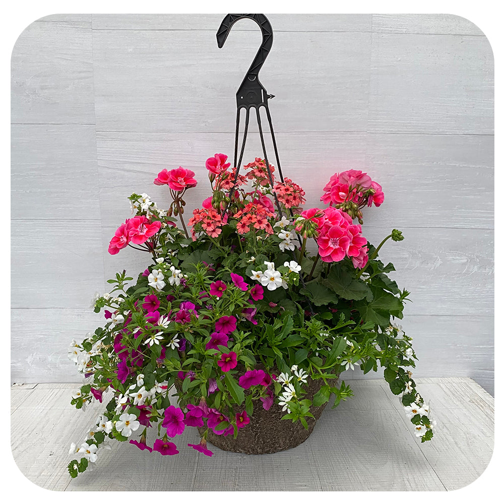 Hanging Basket Sun - Two Tone Pink, Fuschia Calibrachoa and Coral Verbena