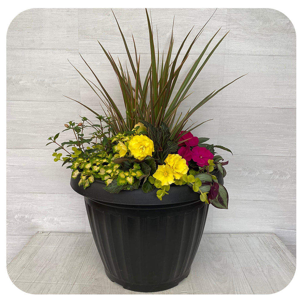 Shade arrangement Mega Yellow Mix