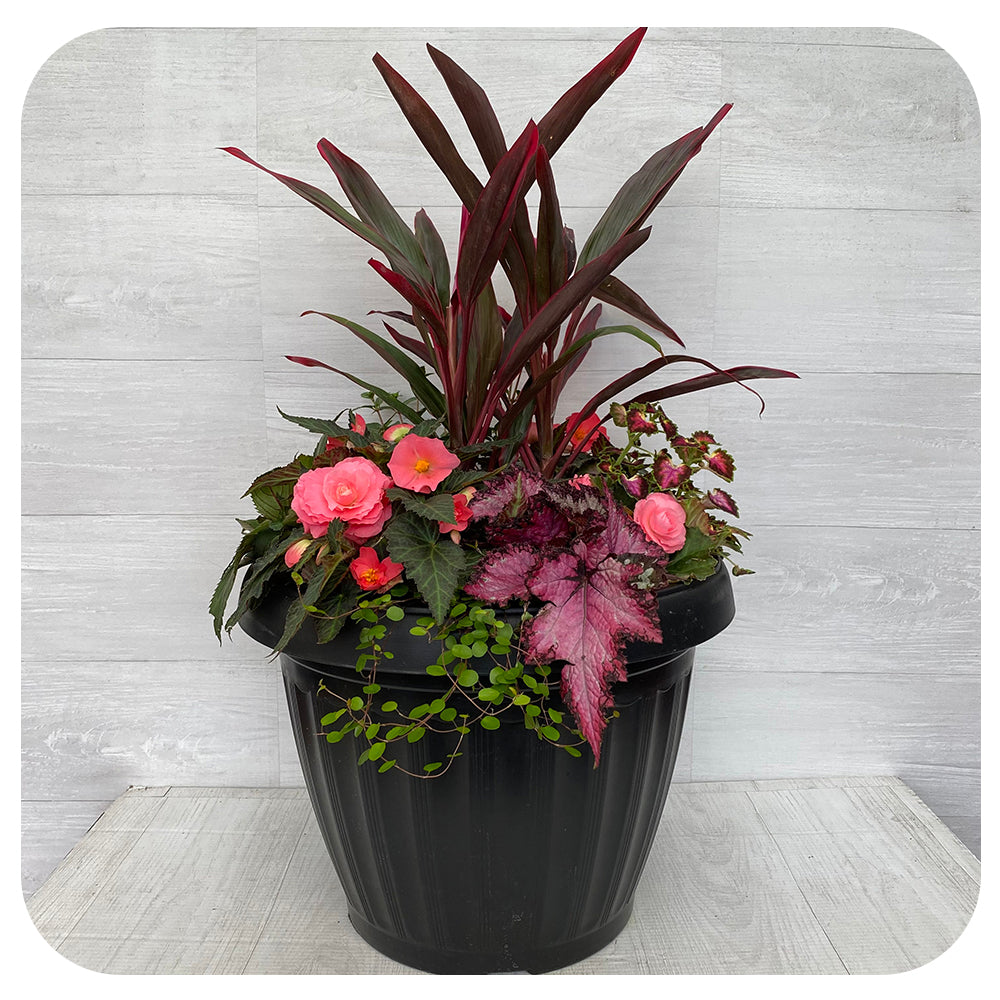 Shade arrangement Mega Pink Mix