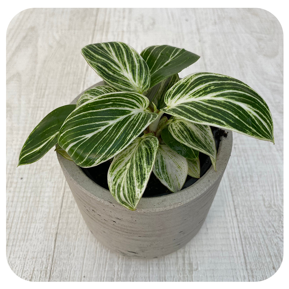 Philodendron ‘Birkin’ 'White Measure'