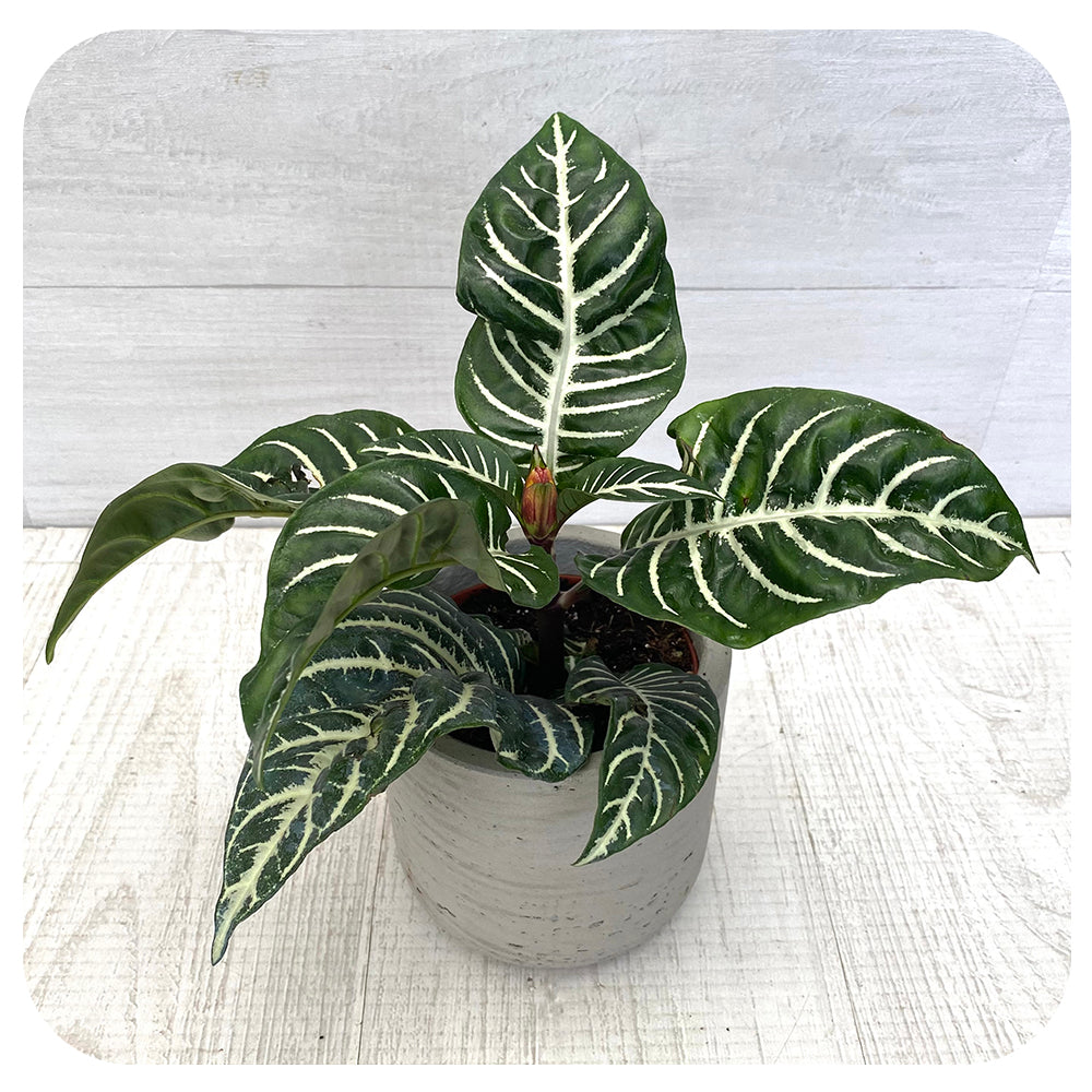 Aphelandra Zebra "Snow White'