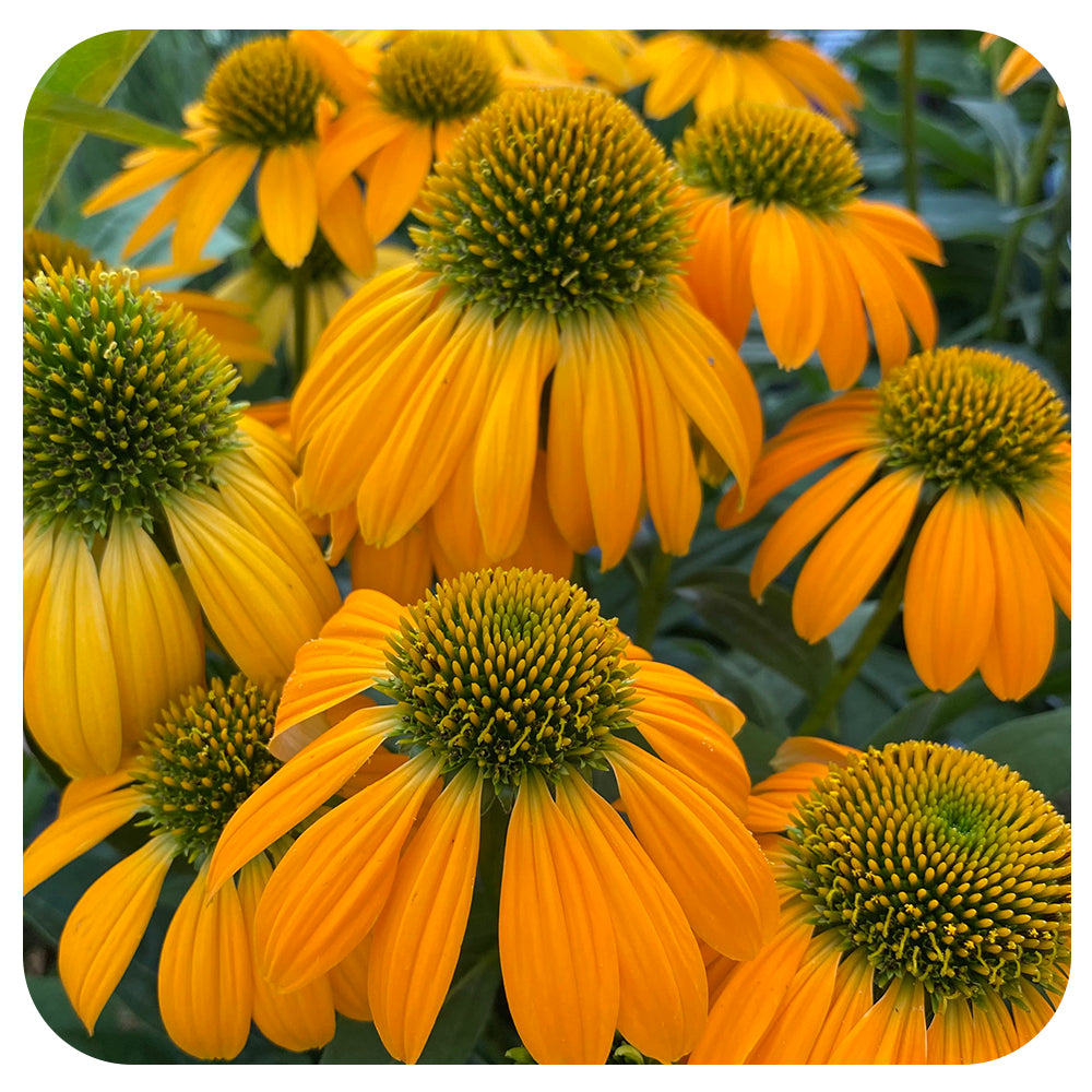 Echinacea Artisan 'Yellow Ombre'
